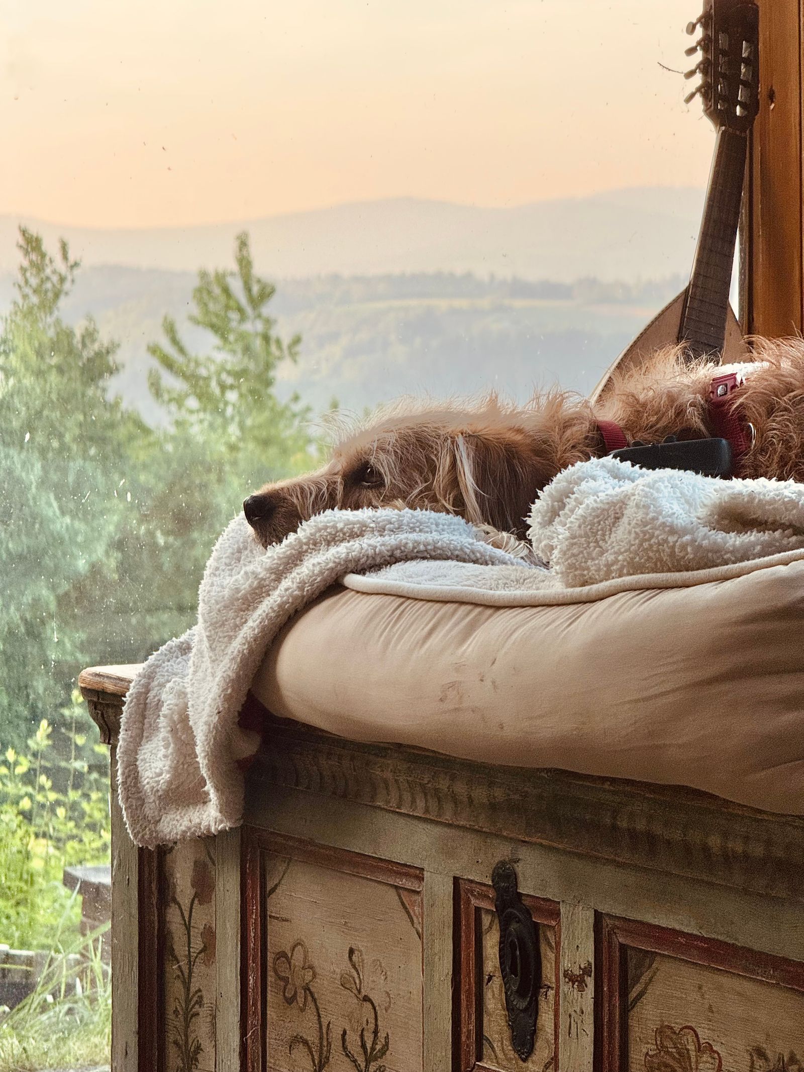 Photo illustrating Travel Mats & Portable Pet Beds