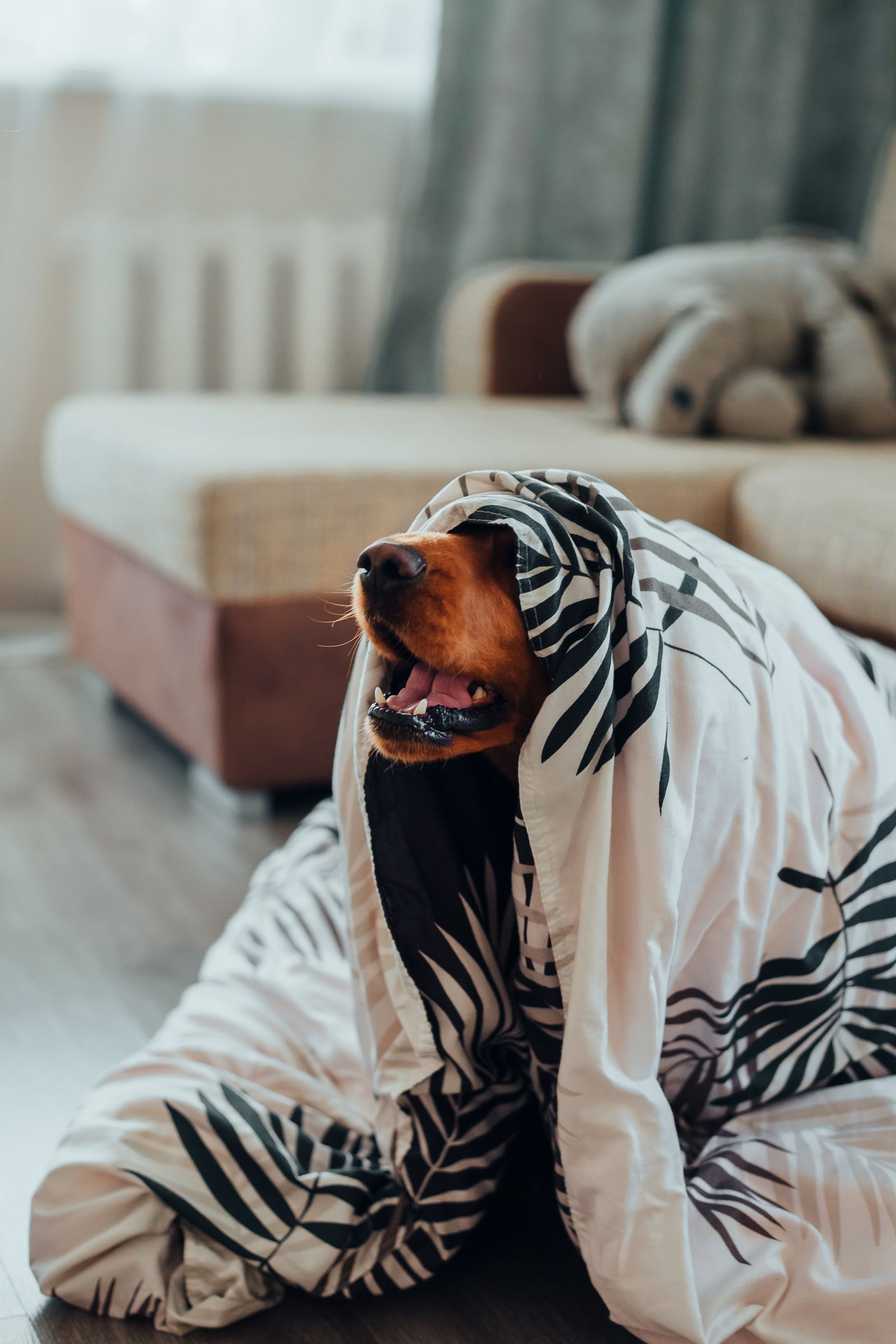 Photo illustrating Custom Pet Textile Accessories