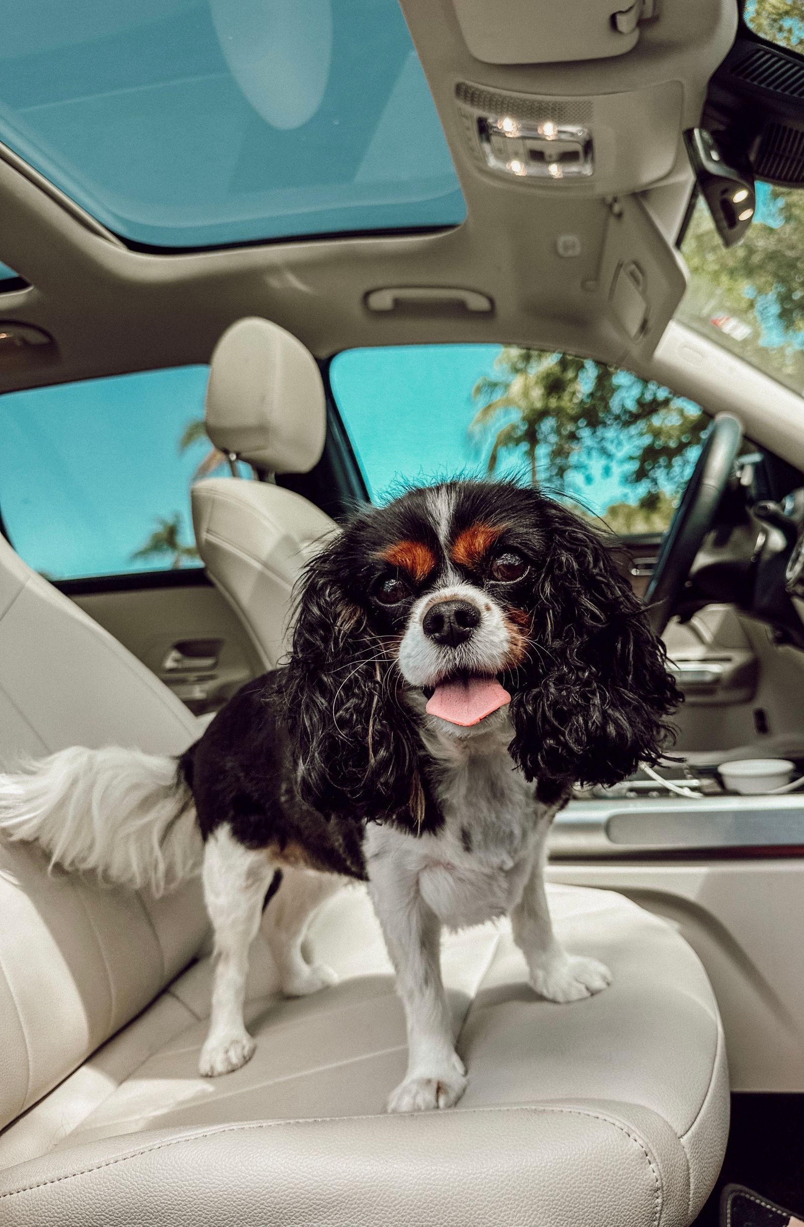 Dog travelling on the rear seat of a car
