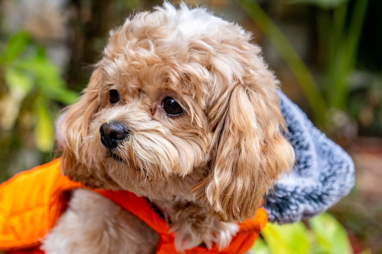Photo illustrating Outdoor Dog Coats