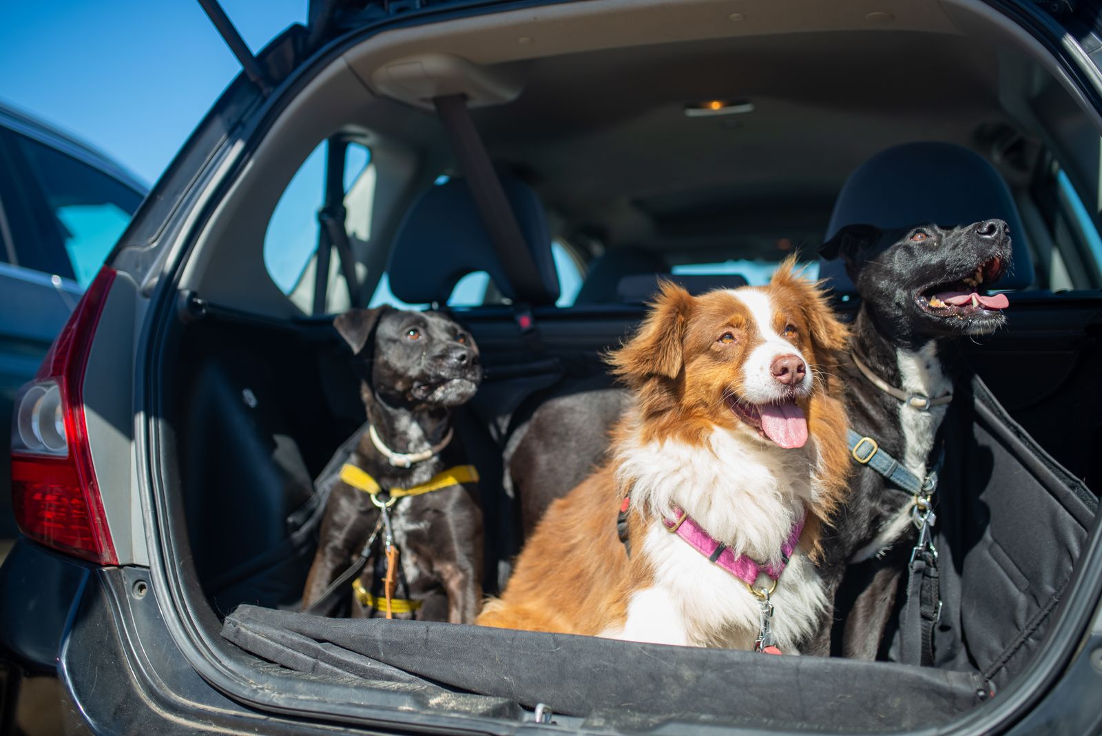 Three dogs travelling in the cargo area of a vehicle